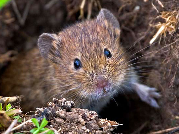 Click here for Magnification