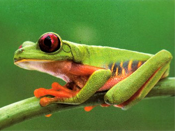 Click here for Magnification