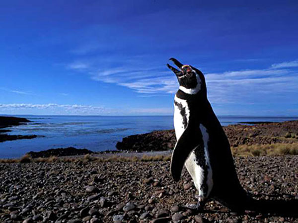 Click here for Magnification