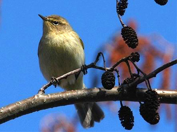 Click here for Magnification